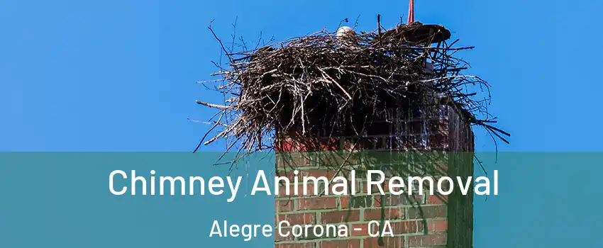 Chimney Animal Removal Alegre Corona - CA