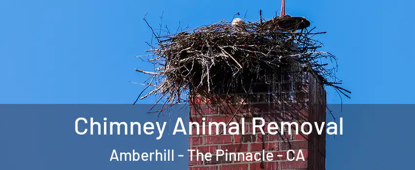 Chimney Animal Removal Amberhill - The Pinnacle - CA