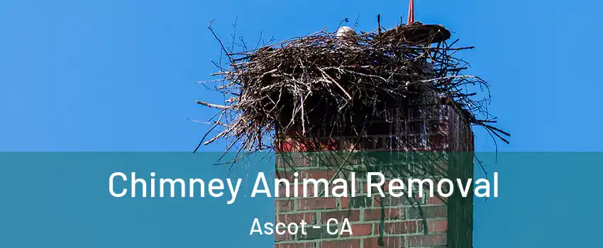 Chimney Animal Removal Ascot - CA
