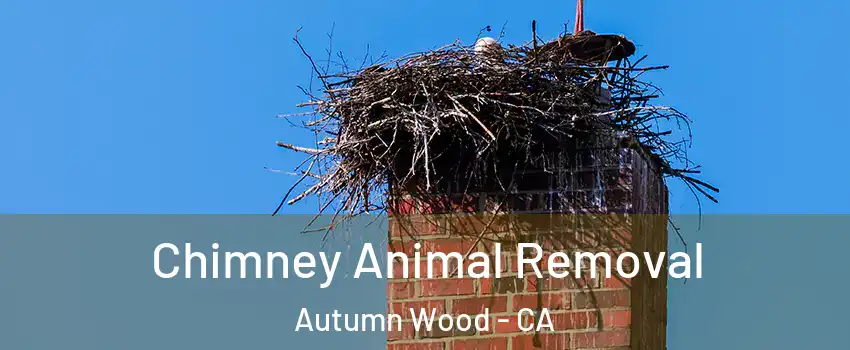 Chimney Animal Removal Autumn Wood - CA