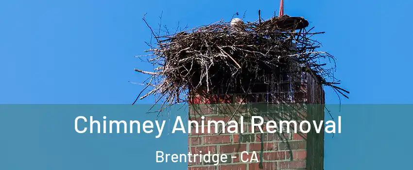 Chimney Animal Removal Brentridge - CA