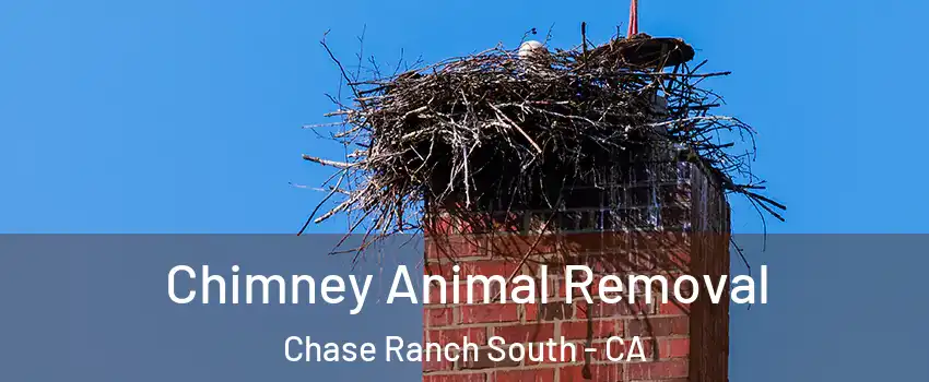 Chimney Animal Removal Chase Ranch South - CA