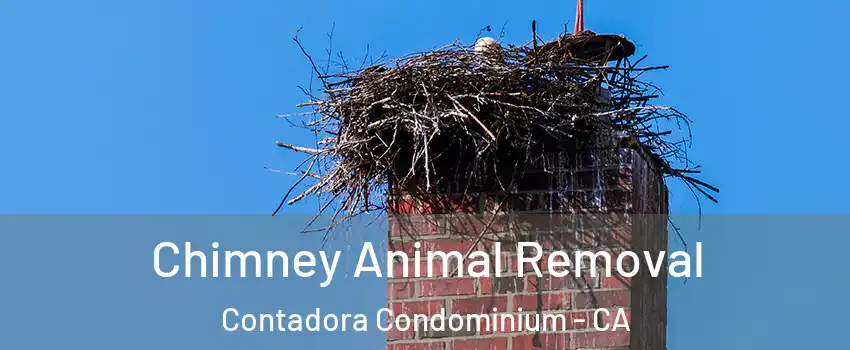 Chimney Animal Removal Contadora Condominium - CA