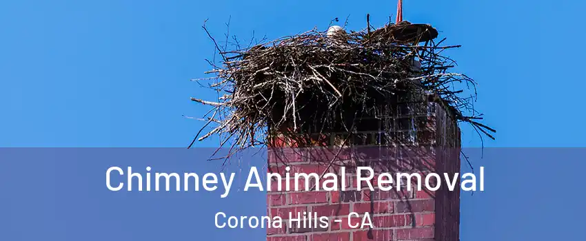Chimney Animal Removal Corona Hills - CA