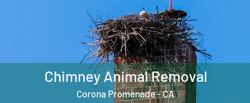 Chimney Animal Removal Corona Promenade - CA