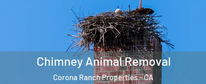 Chimney Animal Removal Corona Ranch Properties - CA