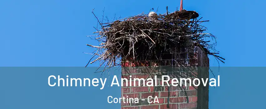 Chimney Animal Removal Cortina - CA