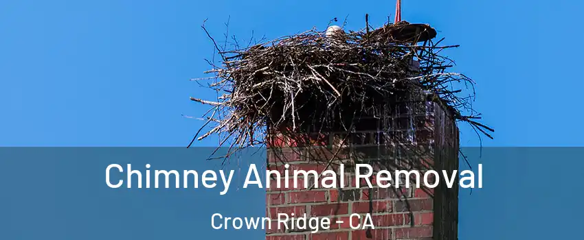 Chimney Animal Removal Crown Ridge - CA