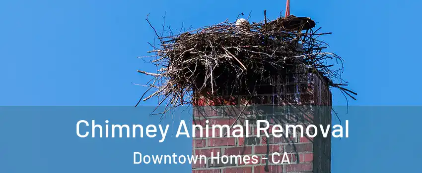 Chimney Animal Removal Downtown Homes - CA