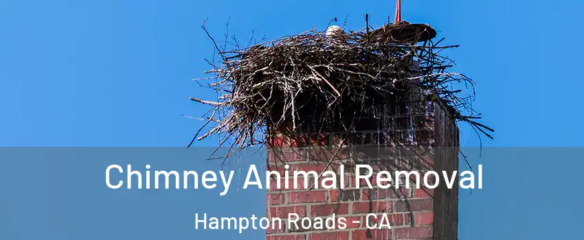 Chimney Animal Removal Hampton Roads - CA