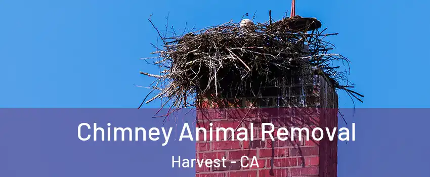 Chimney Animal Removal Harvest - CA