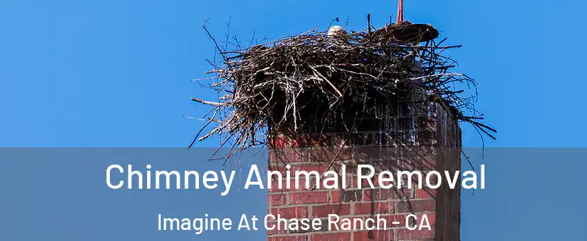 Chimney Animal Removal Imagine At Chase Ranch - CA