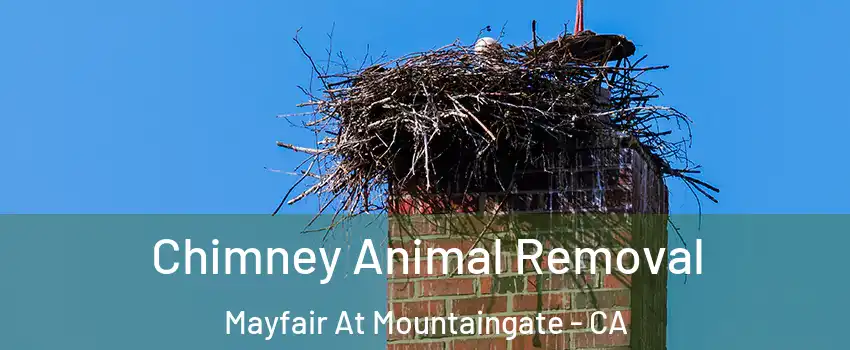 Chimney Animal Removal Mayfair At Mountaingate - CA