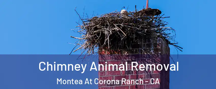 Chimney Animal Removal Montea At Corona Ranch - CA