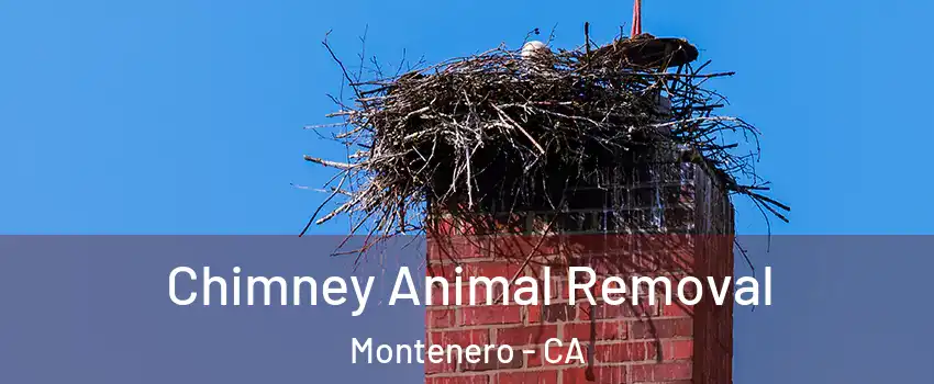 Chimney Animal Removal Montenero - CA