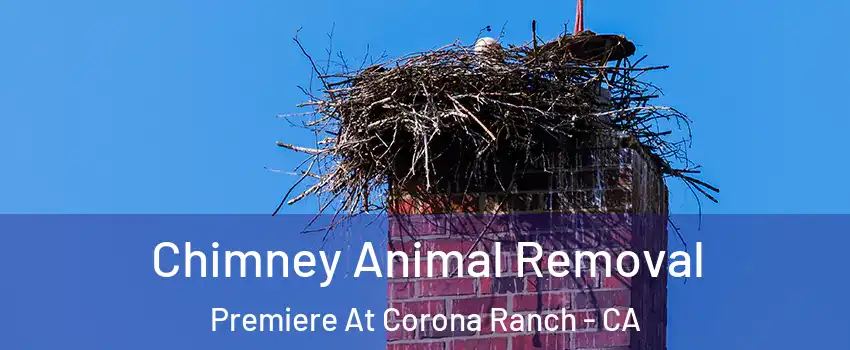 Chimney Animal Removal Premiere At Corona Ranch - CA