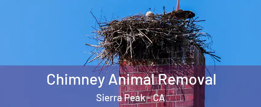 Chimney Animal Removal Sierra Peak - CA