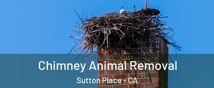 Chimney Animal Removal Sutton Place - CA