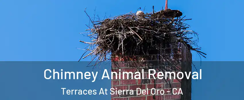 Chimney Animal Removal Terraces At Sierra Del Oro - CA