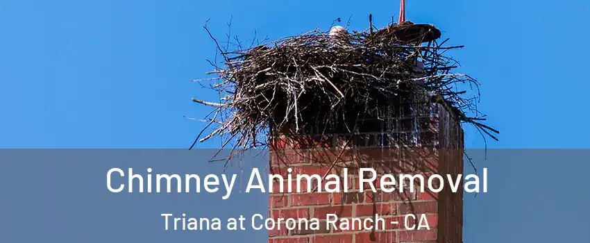 Chimney Animal Removal Triana at Corona Ranch - CA