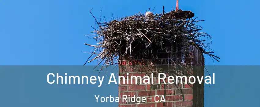 Chimney Animal Removal Yorba Ridge - CA