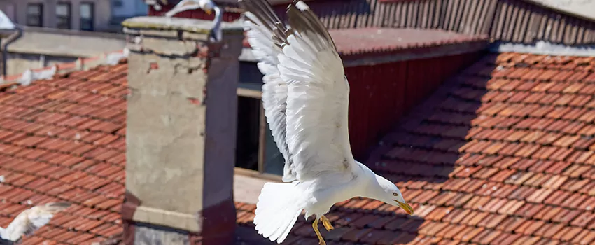 Residential Chimney Animal Removal Solution in Cliffhaven, CA