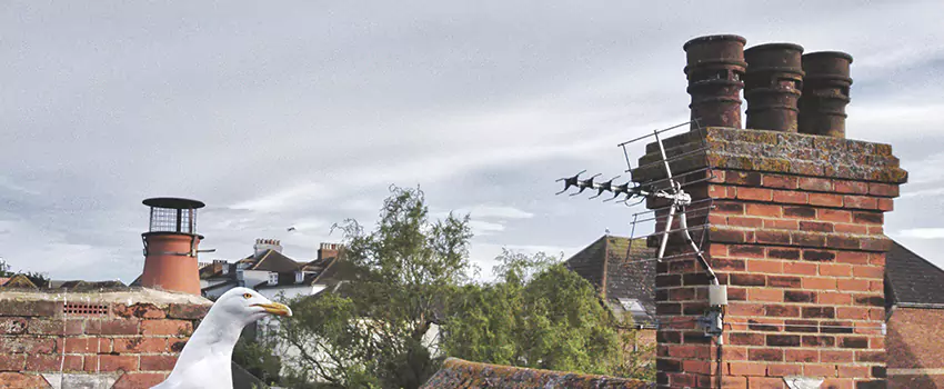 Chimney Cleaning And Restoration in Cliffhaven, California
